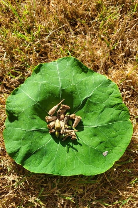 Natrumandala legen